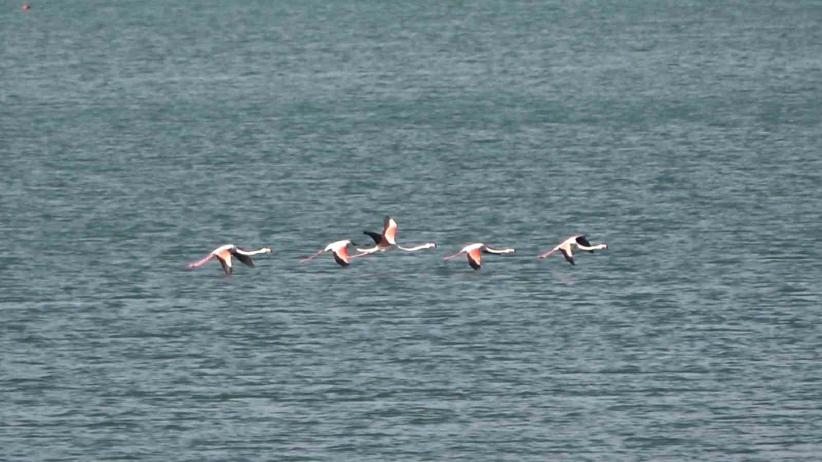 Tatvan’da flamingolar görsel şölen oluşturdu