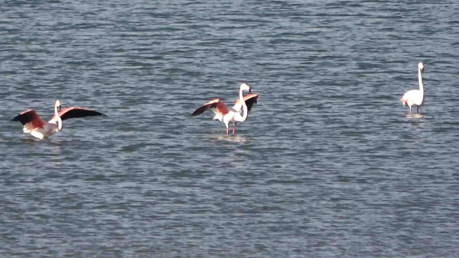 Tatvan’da flamingolar görsel şölen oluşturdu
