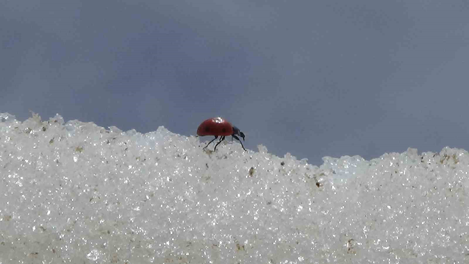 Van’da doğa canlandı, böcekler karın üstüne çıktı