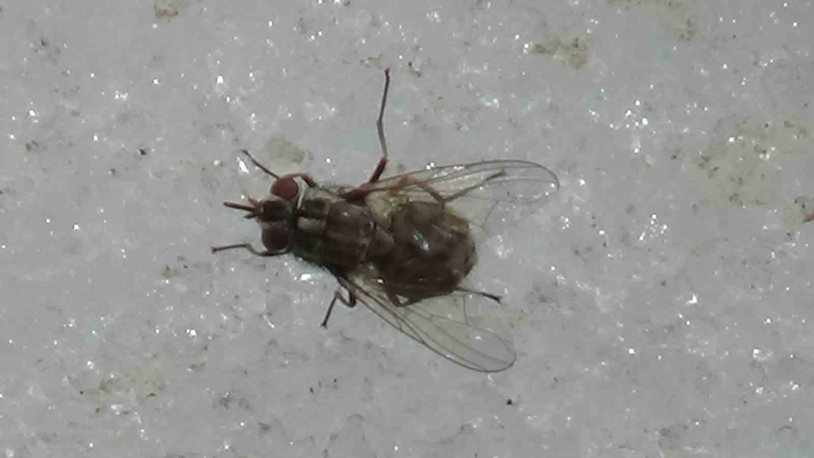 Van’da doğa canlandı, böcekler karın üstüne çıktı