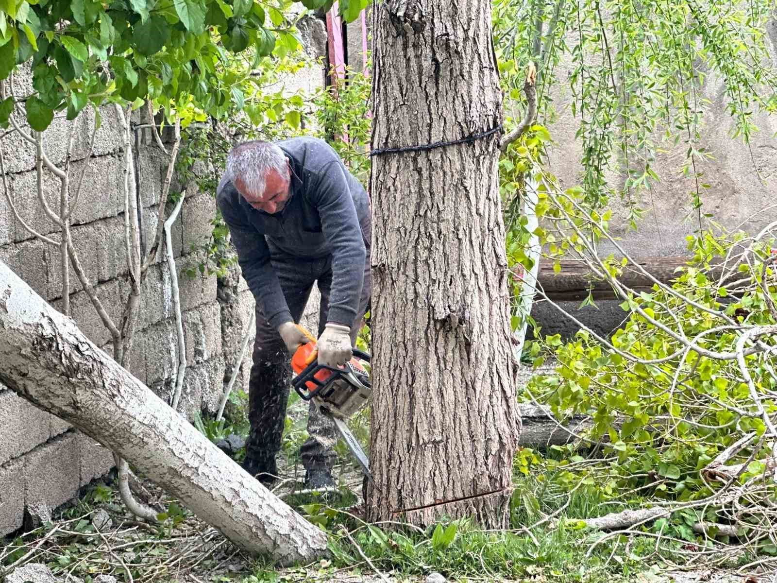 Yüksekova’da polen oluşturan ağaçların kesimine başlandı