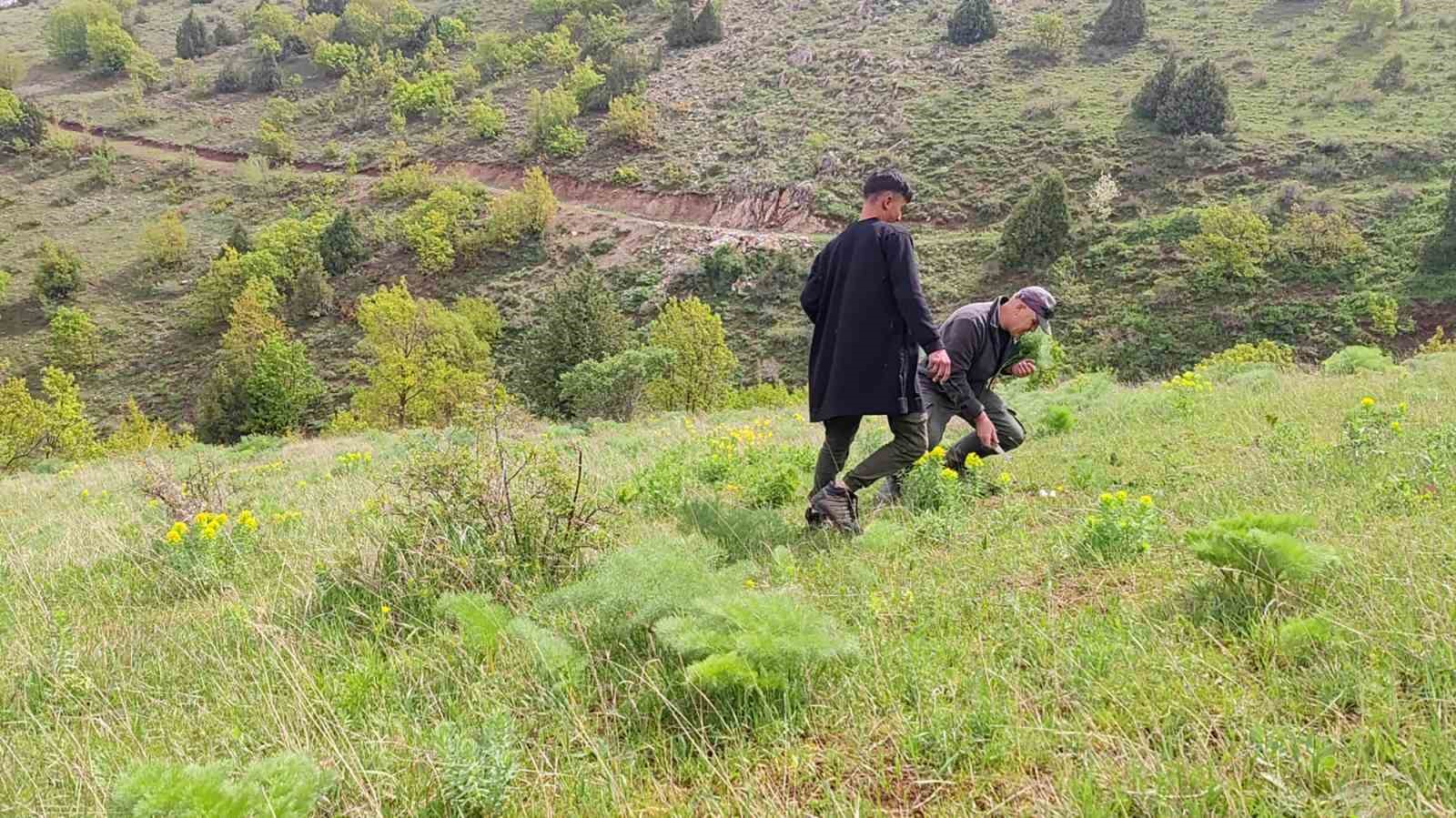 Keledoş yemeği için heliz otu mesaisi