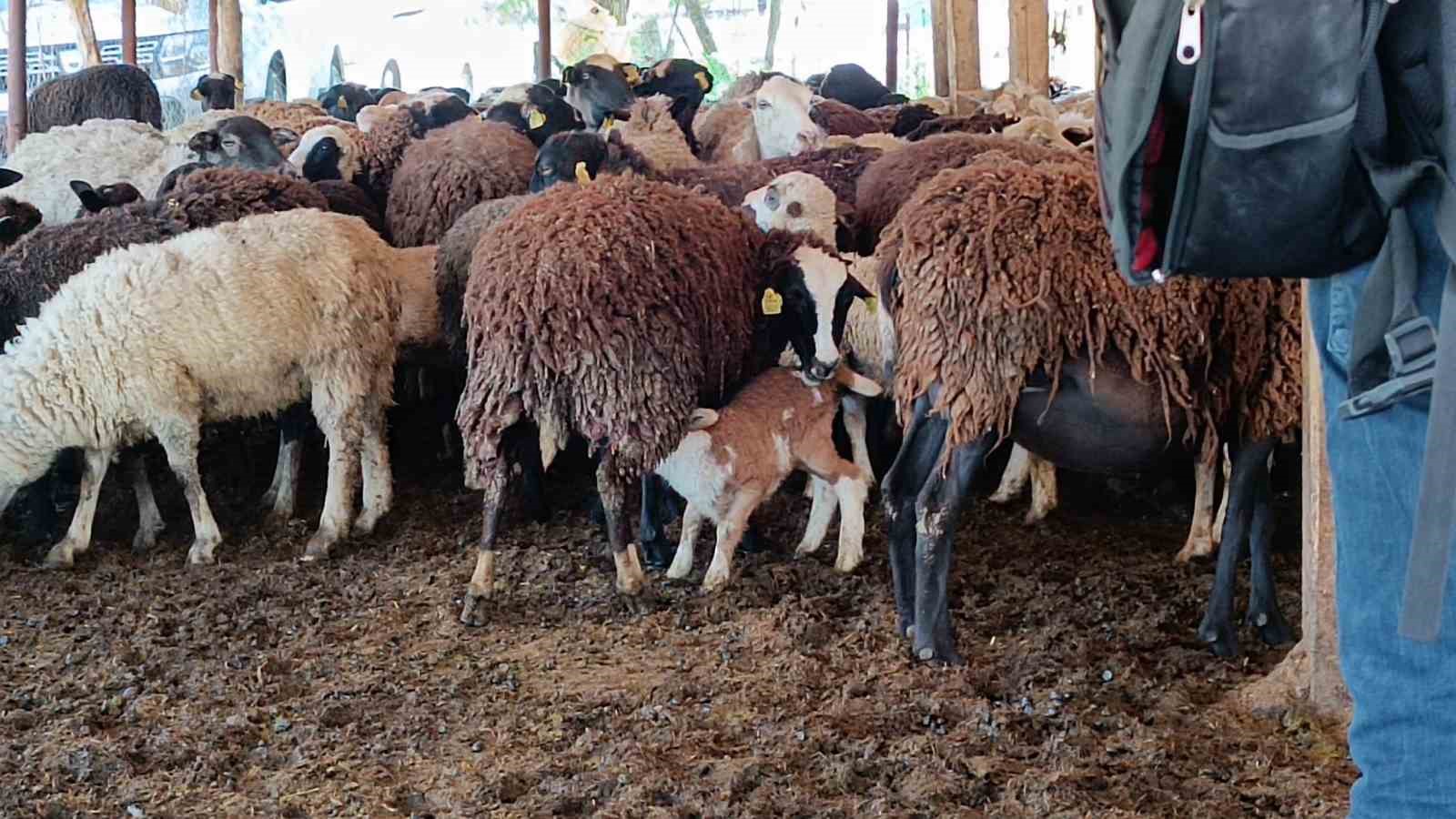 10 koyunla başladı, şimdi kendi işinin patronu oldu