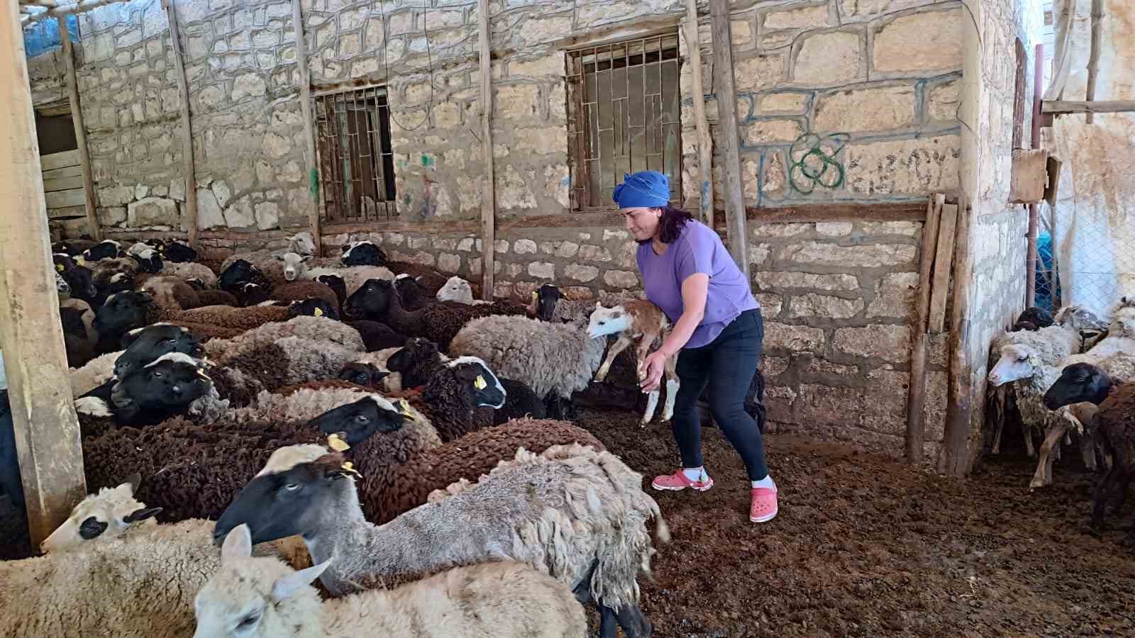 10 koyunla başladı, şimdi kendi işinin patronu oldu