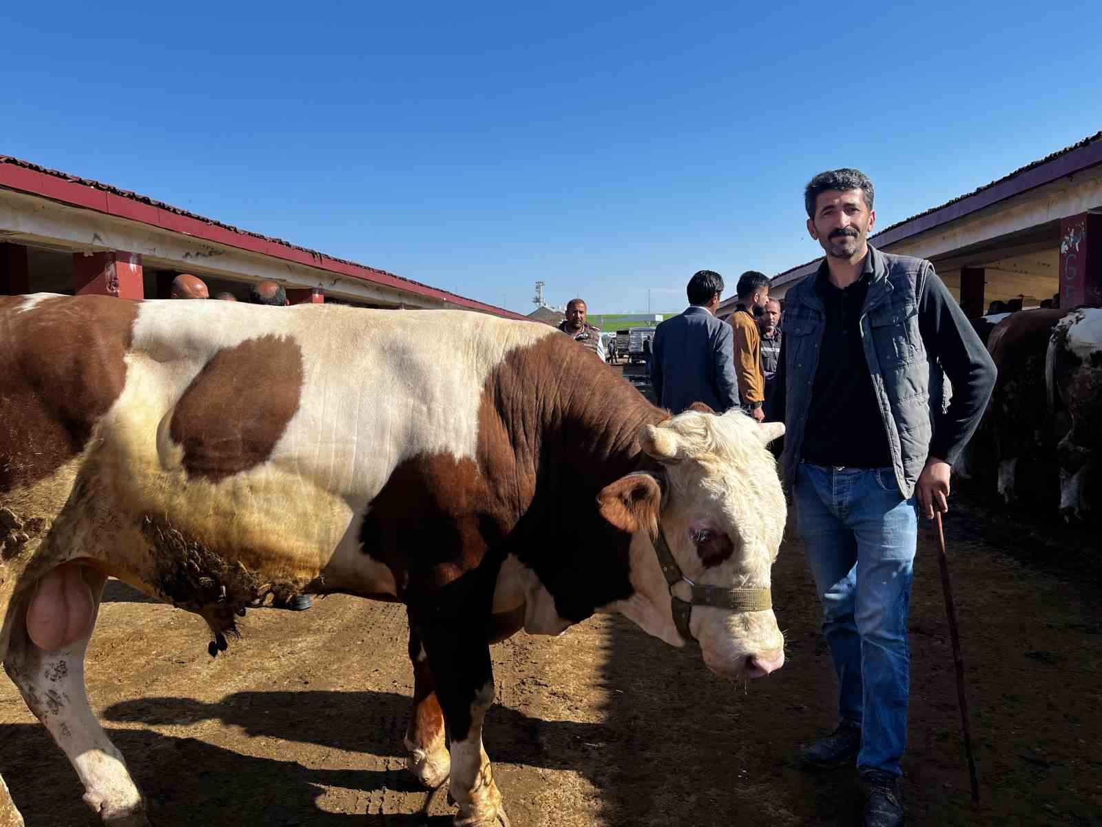 Doğudan batıya kurban sevkiyatı düştü