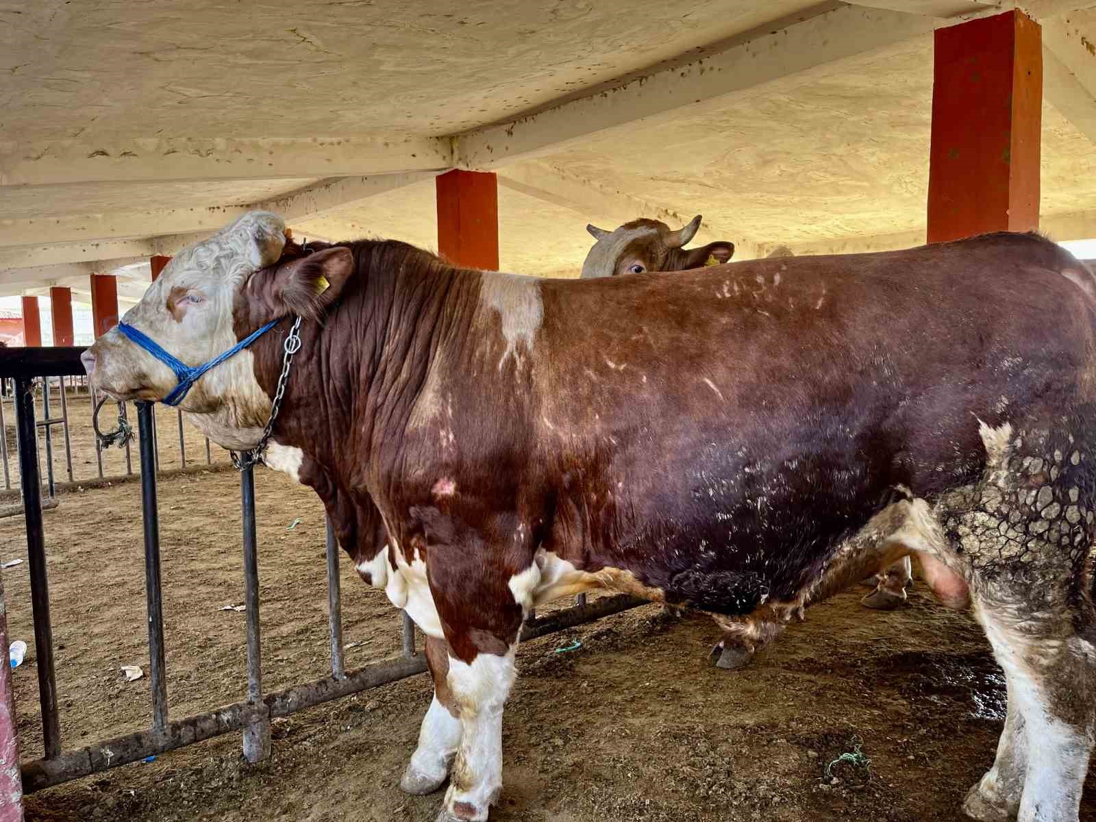 Doğudan batıya kurban sevkiyatı düştü