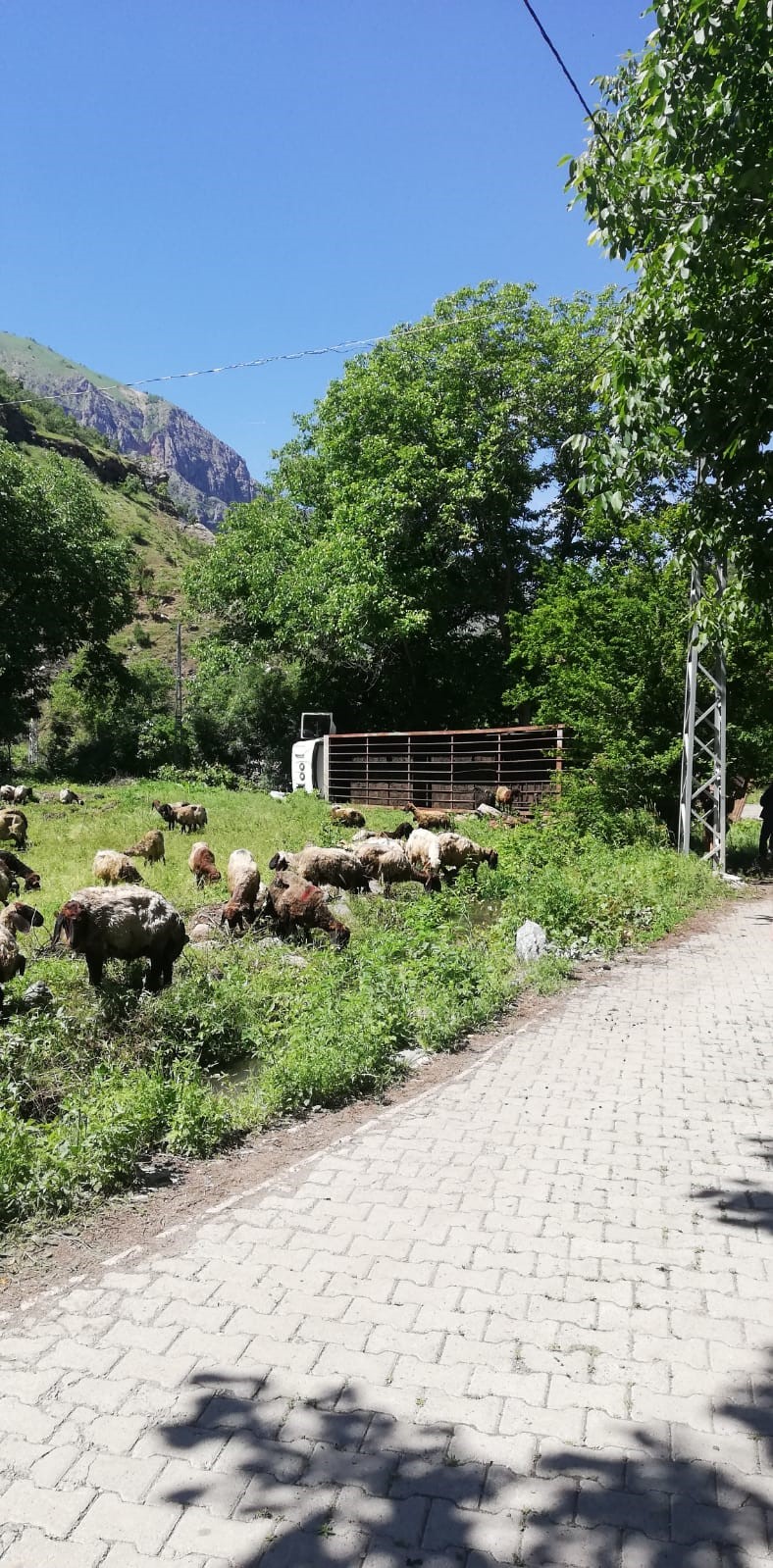 Hakkari’de tır devrildi, onlarca koyun telef oldu