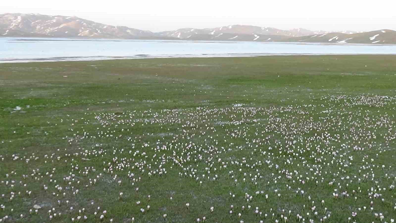 Urartuların mühendislik harikası 2 bin 800 yıllık Keşiş Gölü eski günlerine kavuşuyor