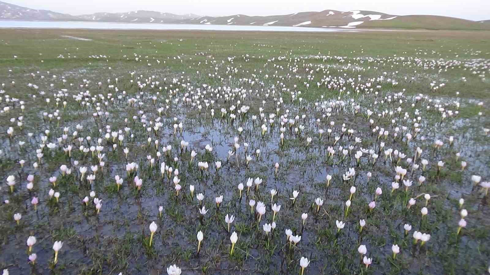 Urartuların mühendislik harikası 2 bin 800 yıllık Keşiş Gölü eski günlerine kavuşuyor