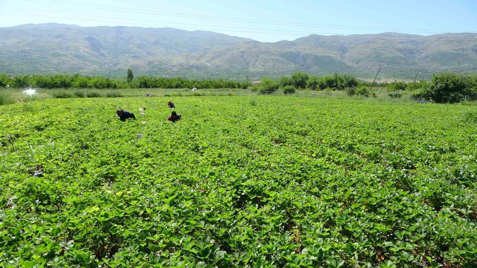 Malatya’da “kırmızı elmas’ hasadı başladı