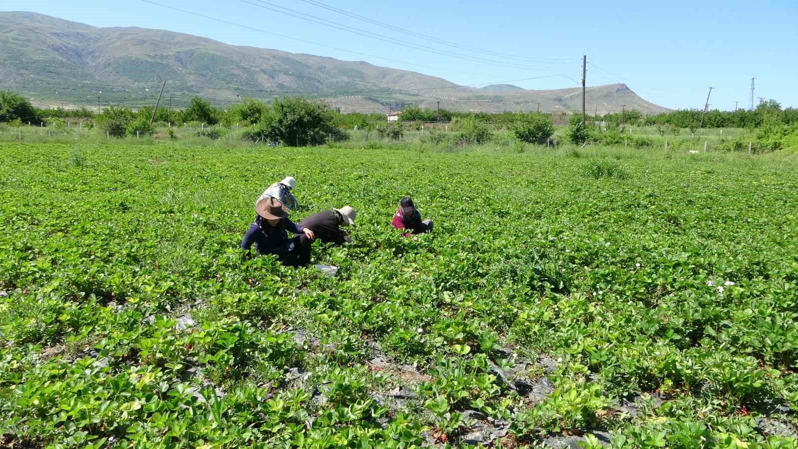 Malatya’da “kırmızı elmas’ hasadı başladı