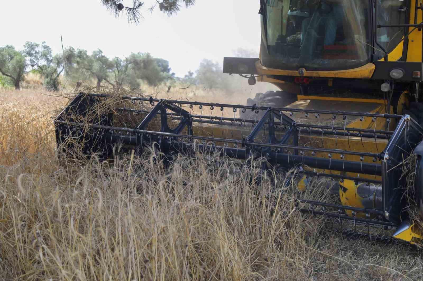 Bodrum Belediyesi’nden buğday hasadı