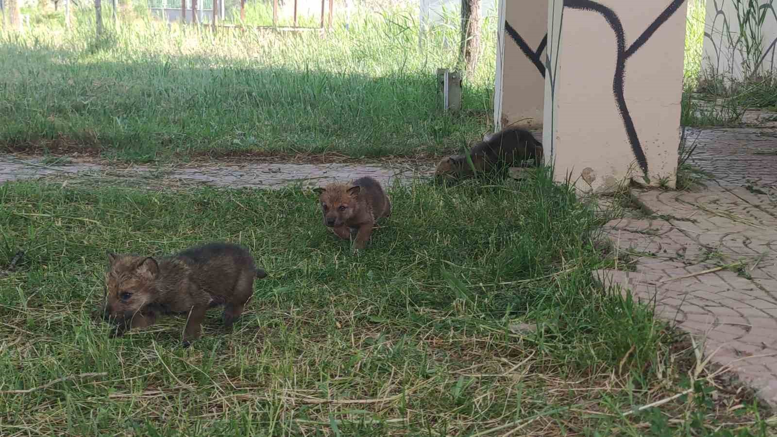 Yavru kurtlara ’kreş’ hizmeti