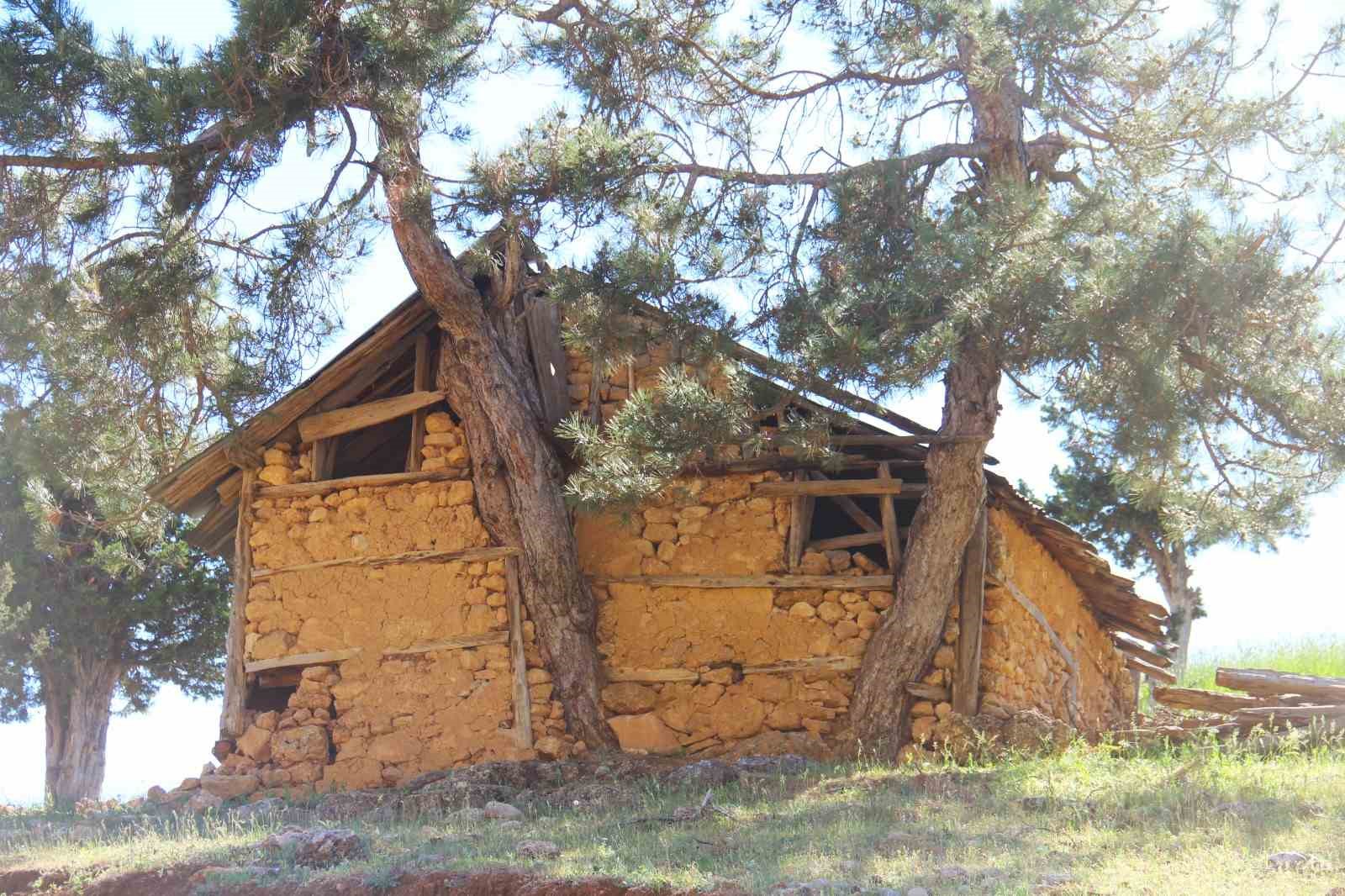Evin duvarının içinden çıkan ağaç görenleri hayrete düşürüyor