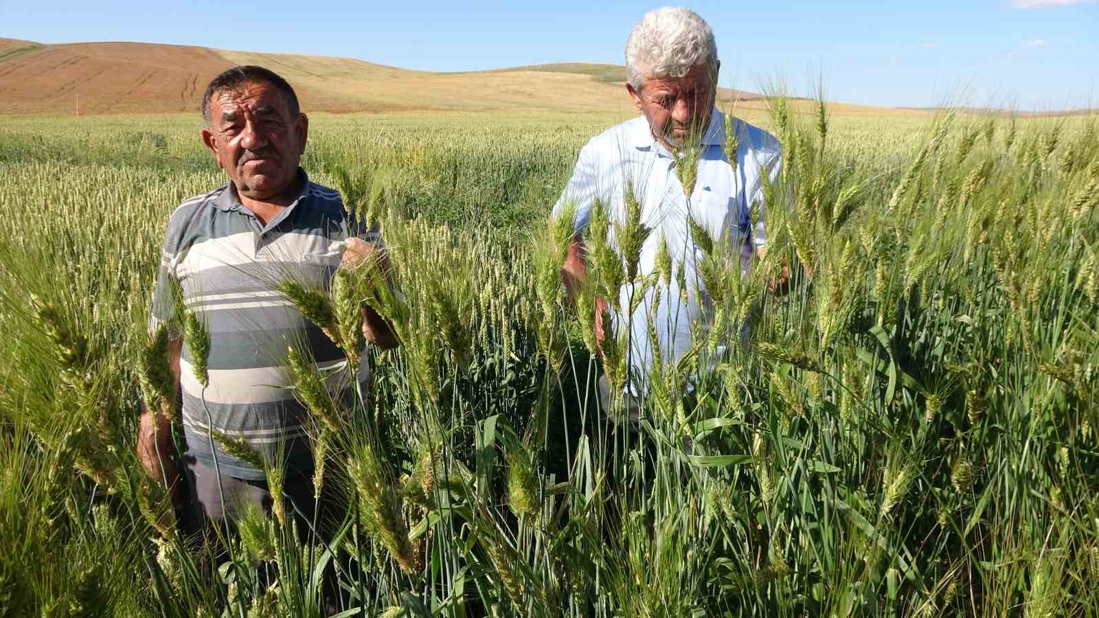 Ata tohumu ile ekim yaptı, boyu insan boyunu geçti dekardan bir tonu geçkin verim bekliyor