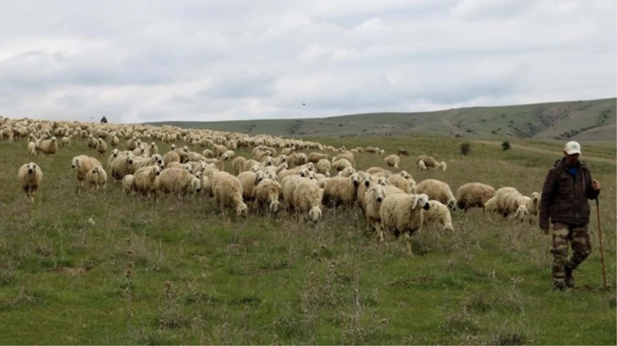 Yetiştiricilerden çoban isyanı: 50 bin lira maaşa çalıştıracak çoban bulamıyorlar