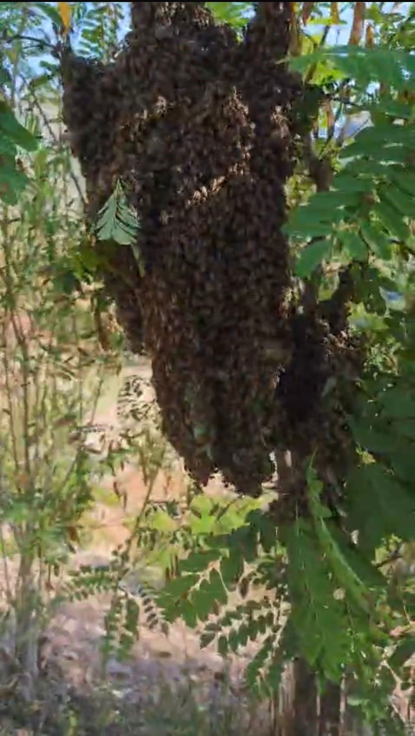 Ağaçta oğul veren bal arılarını elleriyle topladı