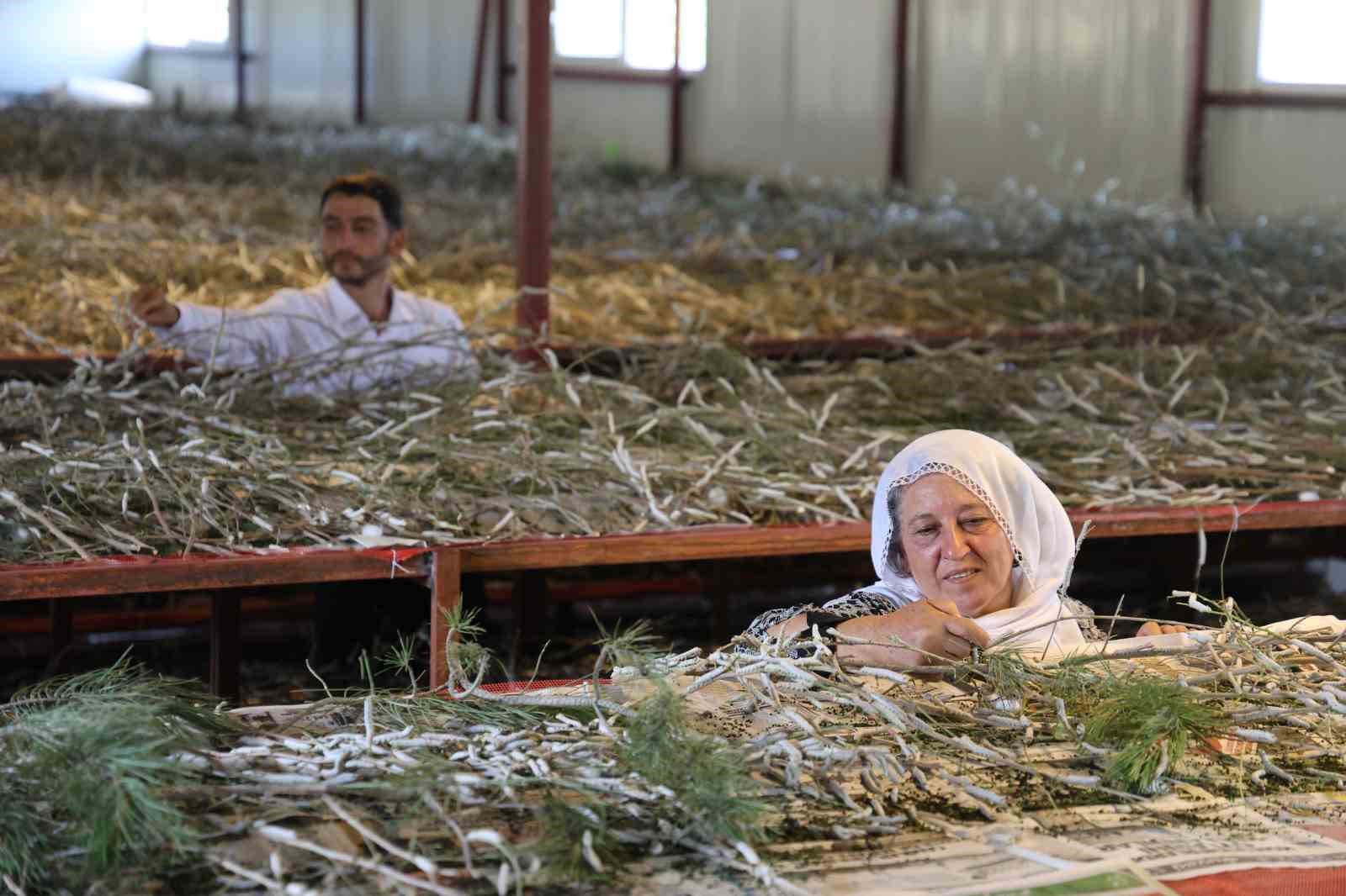 Babaannesinden esinlendi, Elazığ tarihinin en büyük ipek böcekçiliği çiftliğini kurdu