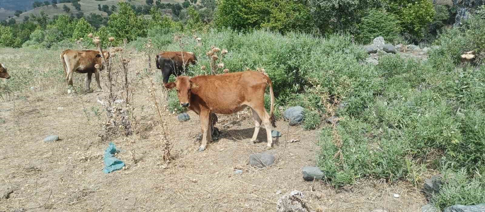 Derecik’te kayıp inekler 4 gün sonra bulundu