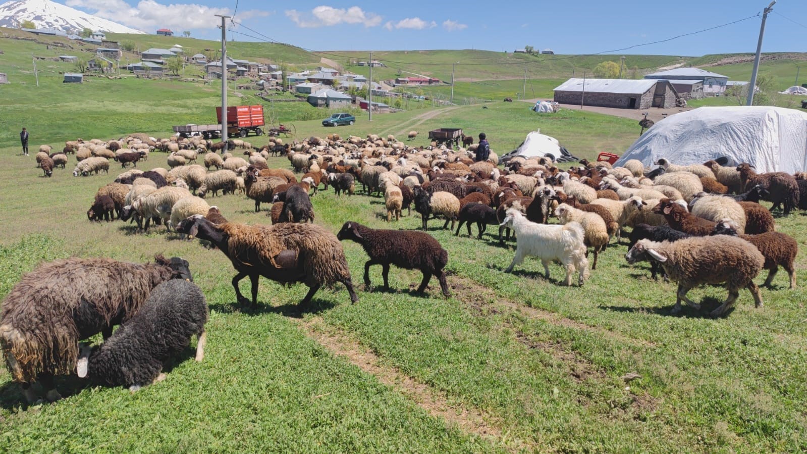 Koyunların kuzularla buluşması görsel şölen sunuyor