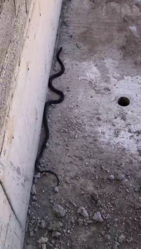 Bu yılanı gören yolunu değiştirir