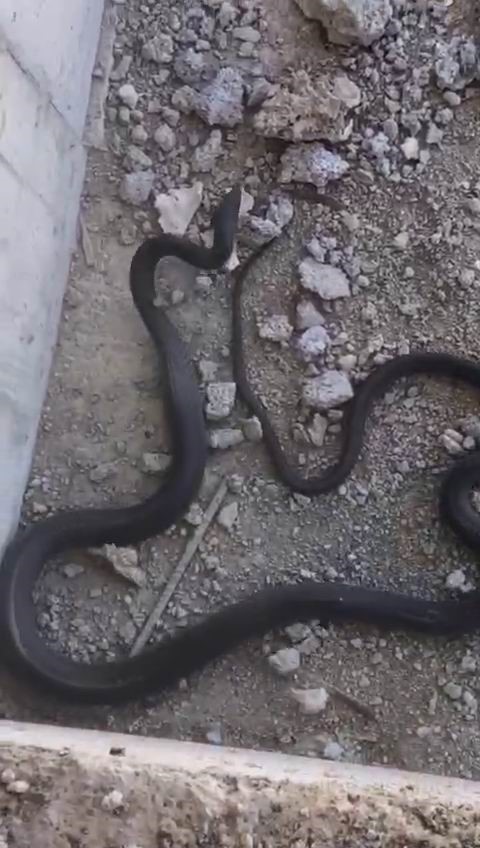 Bu yılanı gören yolunu değiştirir