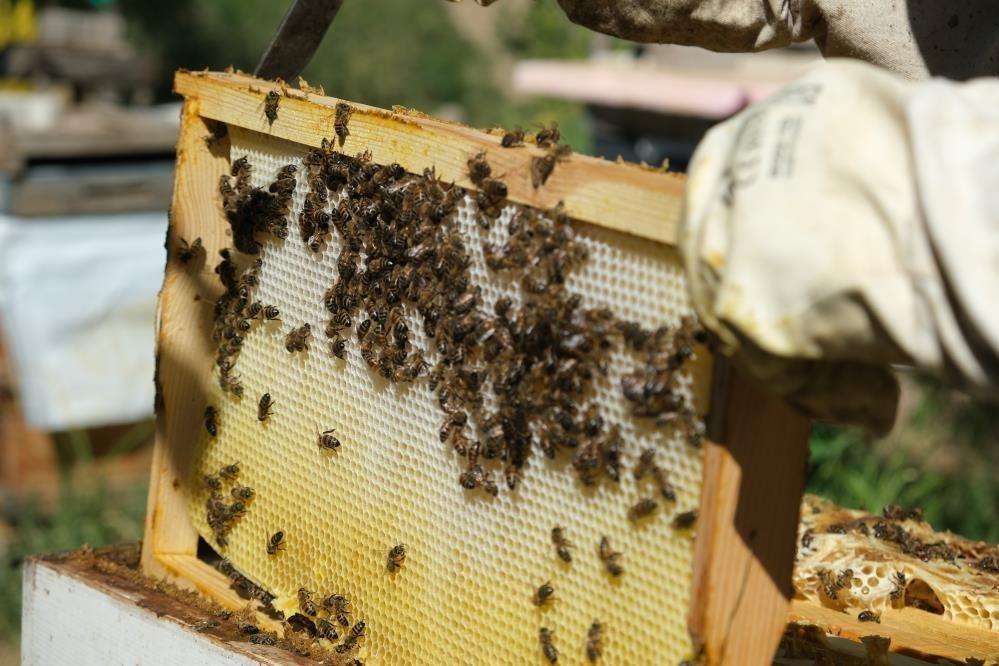 Erzincan’da kadınlar arı sütü üretecek