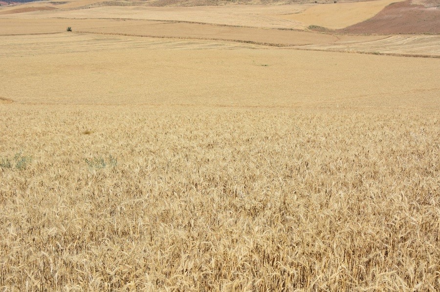 Kırıkkale’de çiftçilerin hasat mesaisi başladı