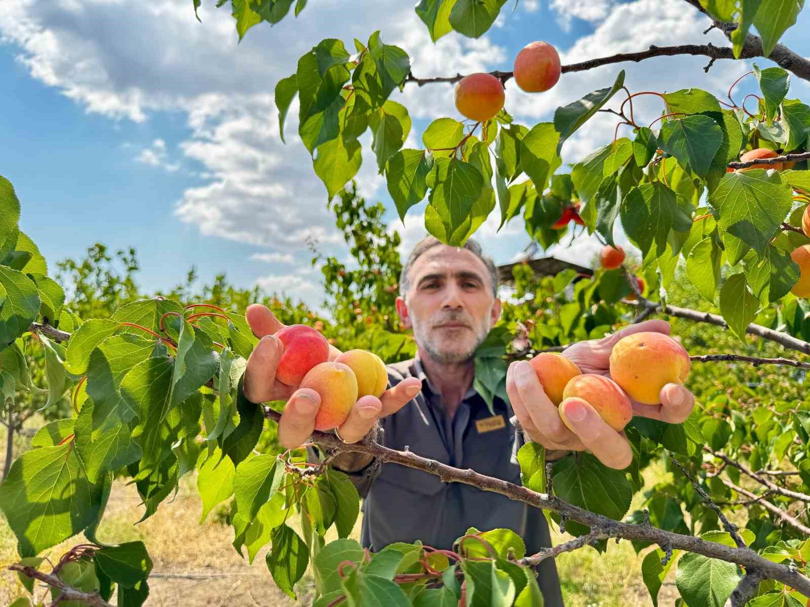 Ağrı’nın volkanik topraklarında 6 ton kayısı hasadı yapıldı