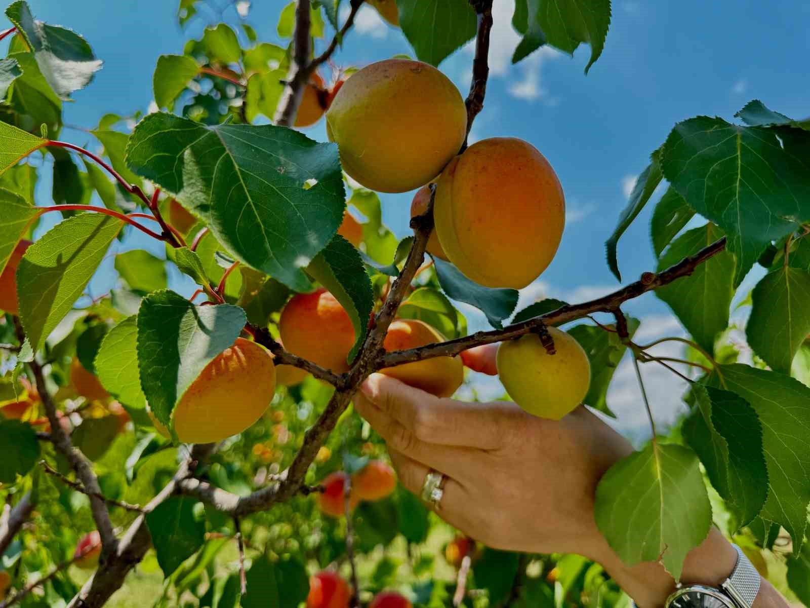 Ağrı’nın volkanik topraklarında 6 ton kayısı hasadı yapıldı