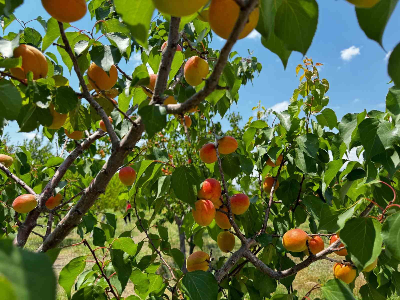 Ağrı’nın volkanik topraklarında 6 ton kayısı hasadı yapıldı