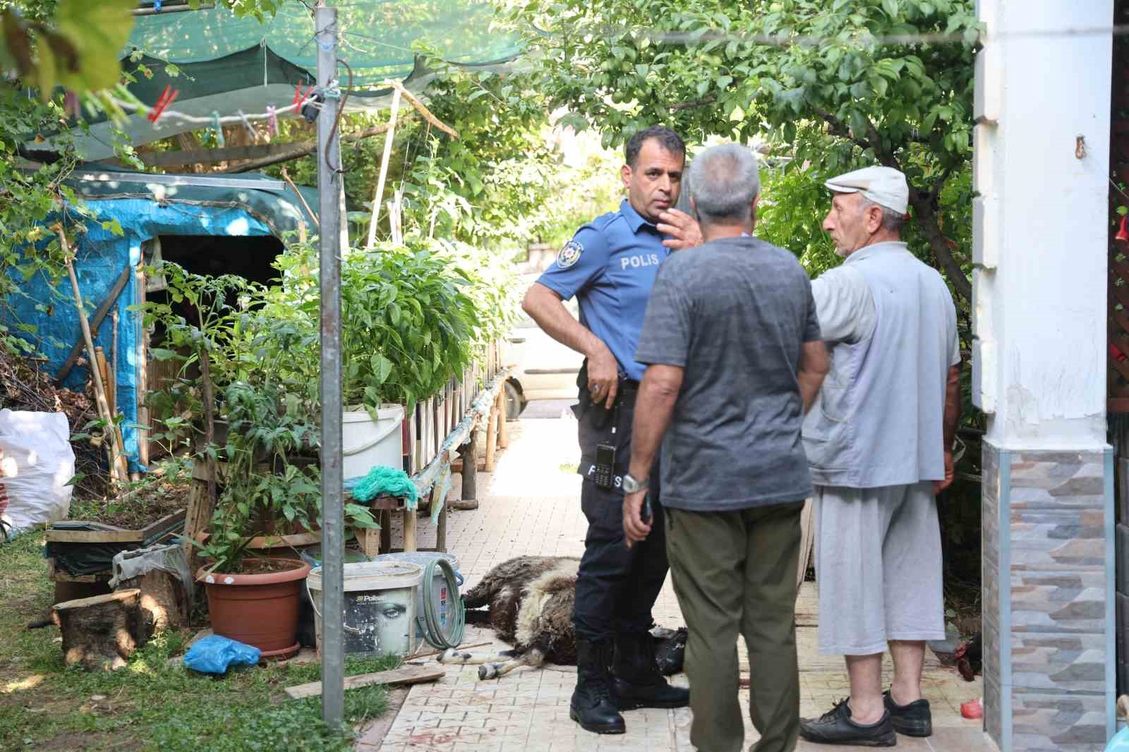 Elazığ’da sokak köpekleri dehşeti: Koyun ve tavukları telef ettiler, 3 koyunu yaraladılar