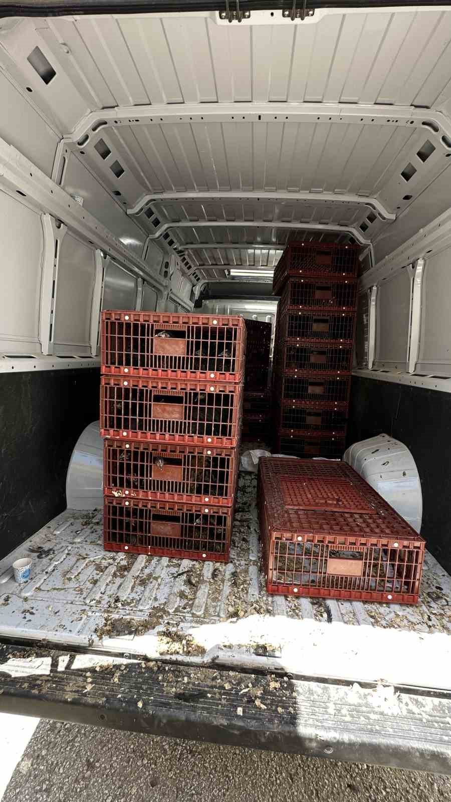 Yüksekova’da 5 bin kanatlı hayvan dağıtıldı