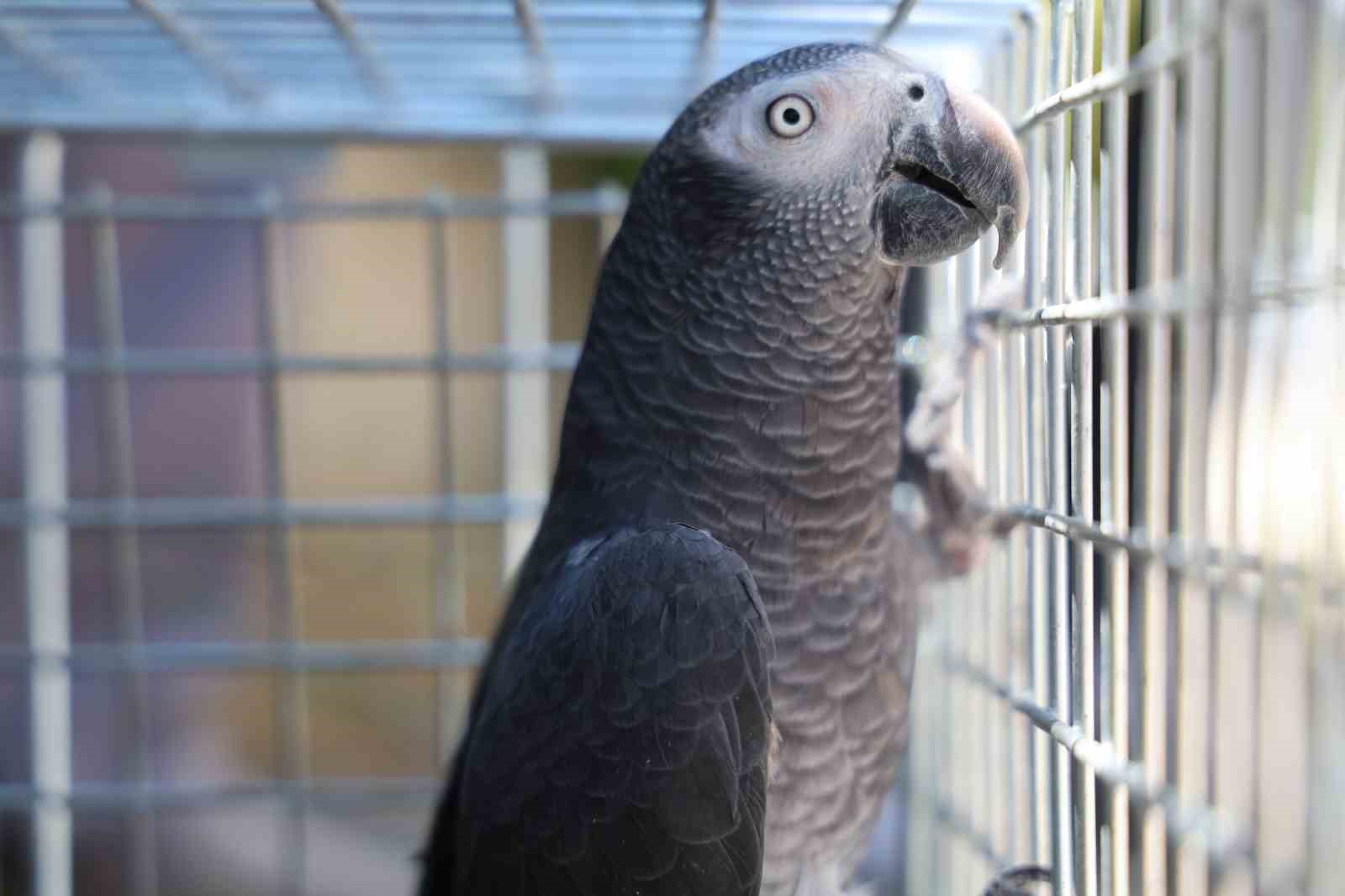 Elazığ’da ’Kübra’ diye seslenen papağan bulundu, sahibine ulaşılmaya çalışılıyor