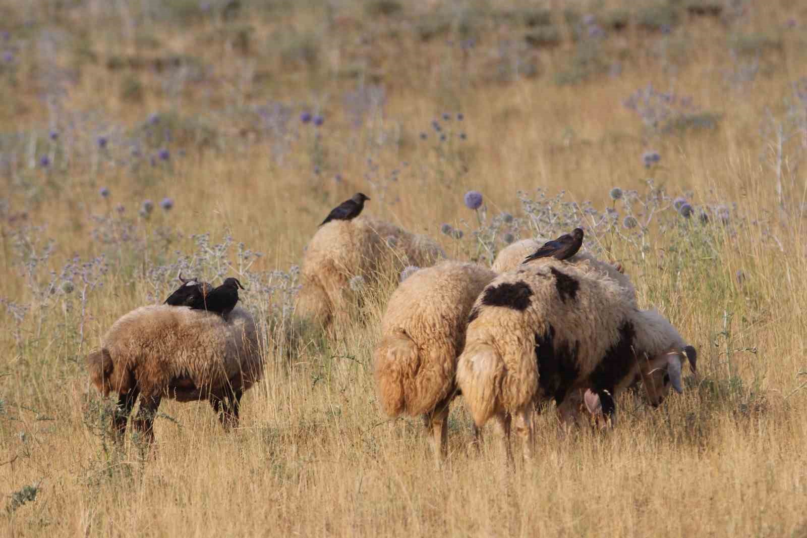 Koyunların üzerine konarak beslenen kuşlar ilginç görüntüler oluşturuyor