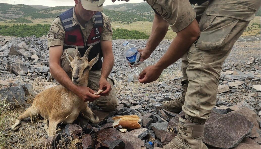 Jandarmanın bulduğu yaralı dağ keçisi tedavi edildi, koruma altına alındı