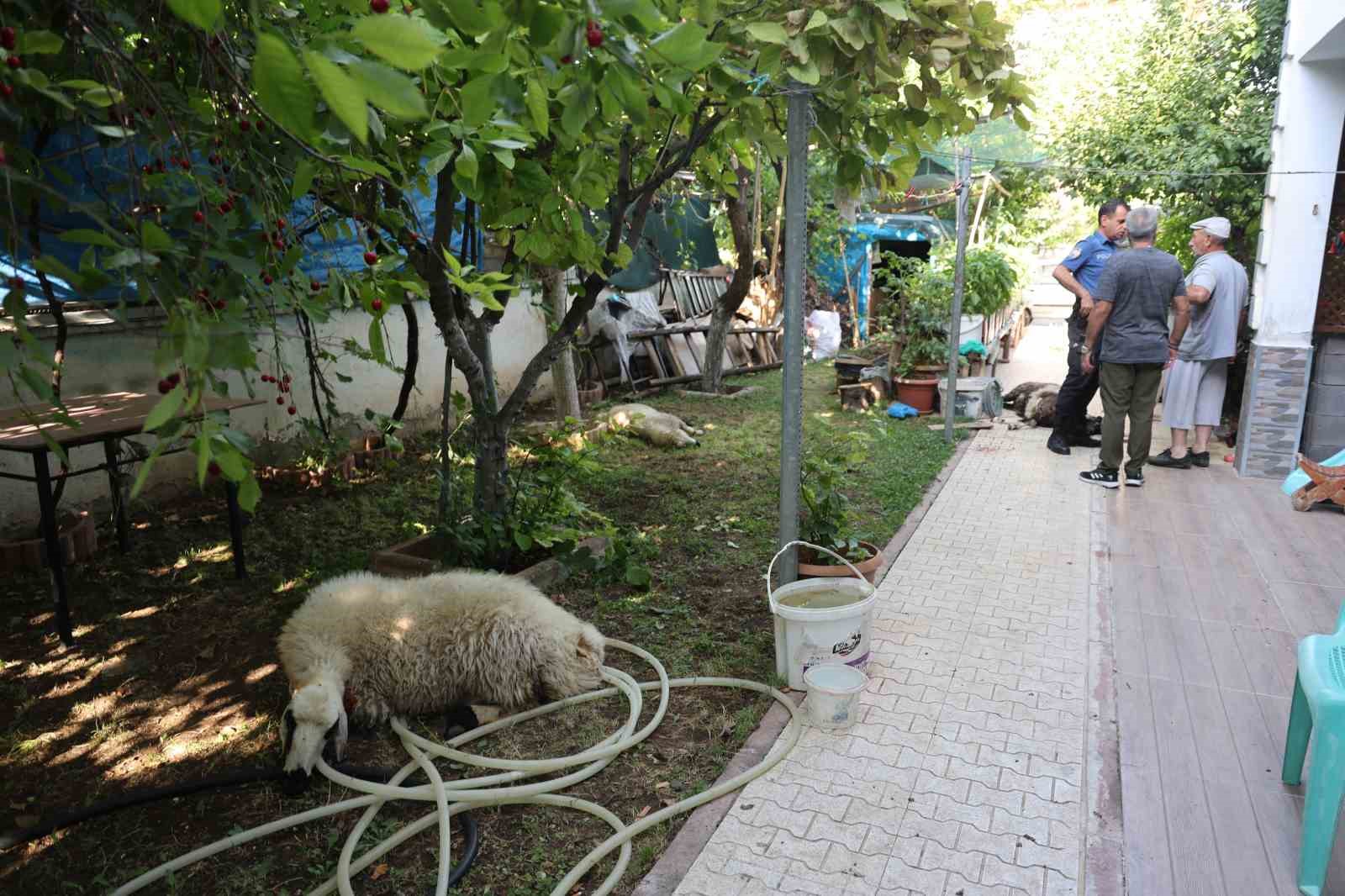 Elazığ’da sokak köpekleri dehşeti: Koyun ve tavukları telef ettiler, 3 koyunu yaraladılar