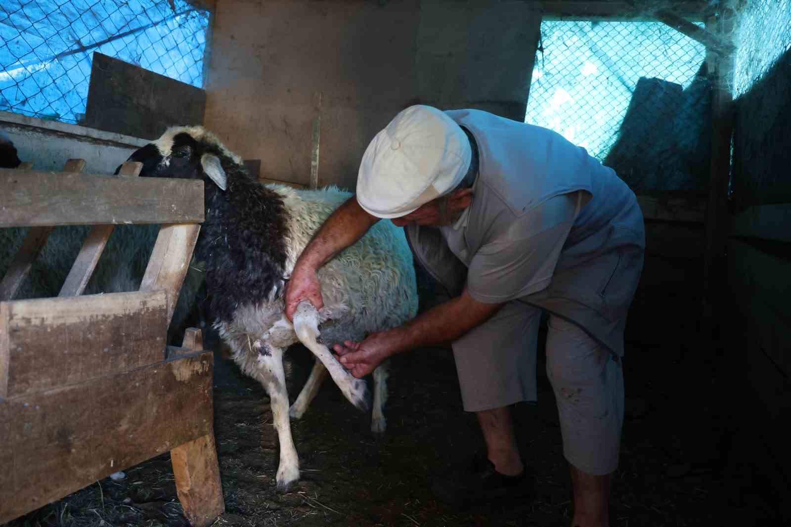 Elazığ’da sokak köpekleri dehşeti: Koyun ve tavukları telef ettiler, 3 koyunu yaraladılar