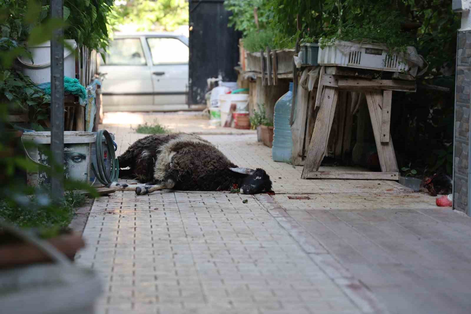 Elazığ’da sokak köpekleri dehşeti: Koyun ve tavukları telef ettiler, 3 koyunu yaraladılar