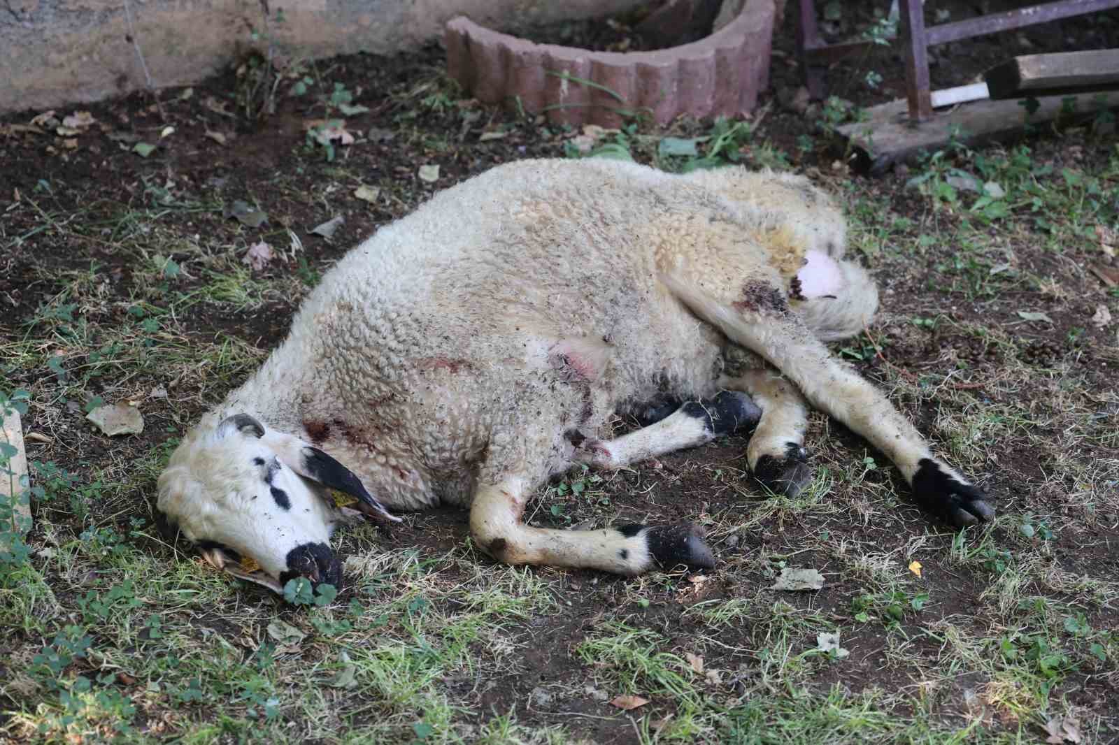 Elazığ’da sokak köpekleri dehşeti: Koyun ve tavukları telef ettiler, 3 koyunu yaraladılar