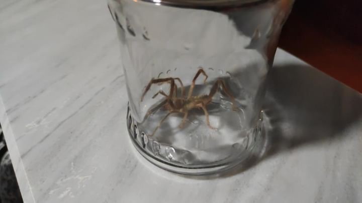 Güçlü zehiri ile bilinen sarıkız örümceği Yüksekova’da görüldü