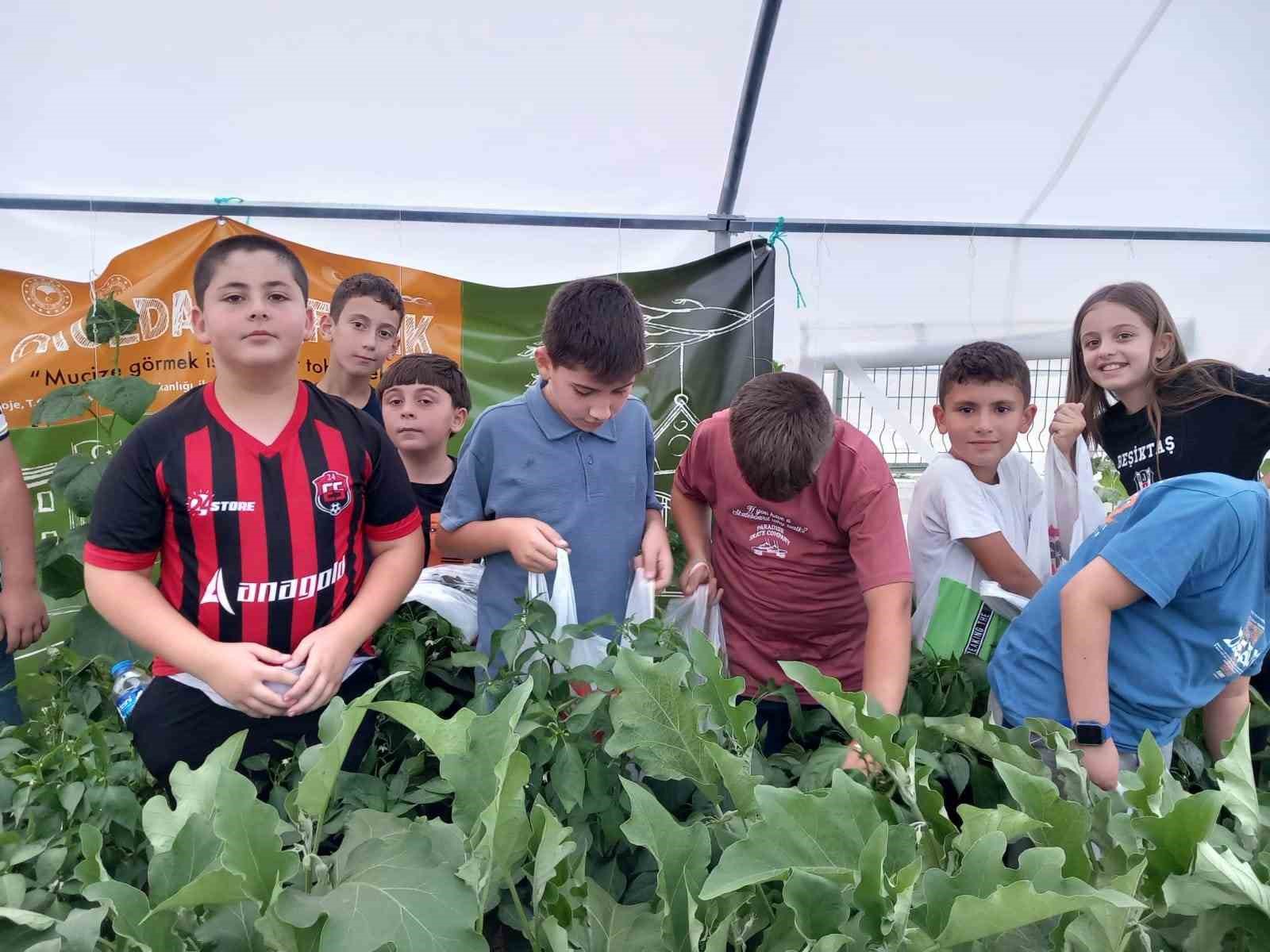 Erzincan’da minik öğrenciler sebze hasadına başladı
