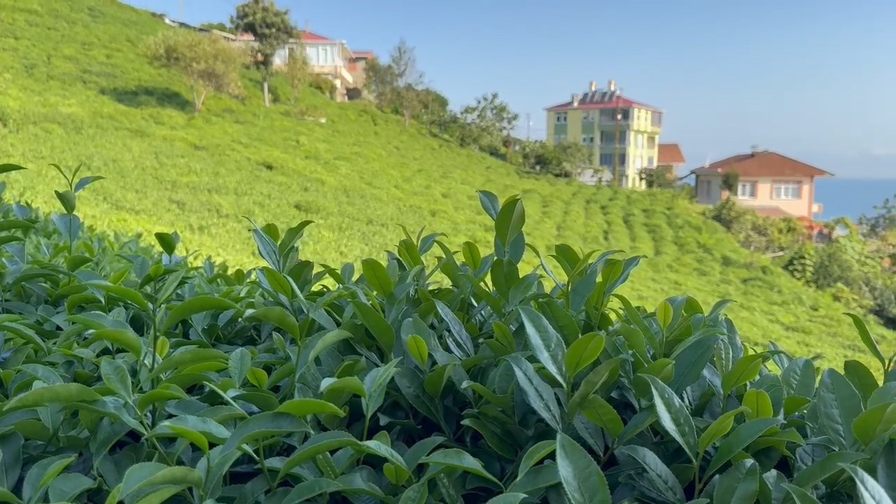 Rize’de çay üreticileri 3. sürgün hasadı için çay bahçelerine girmeye başladı