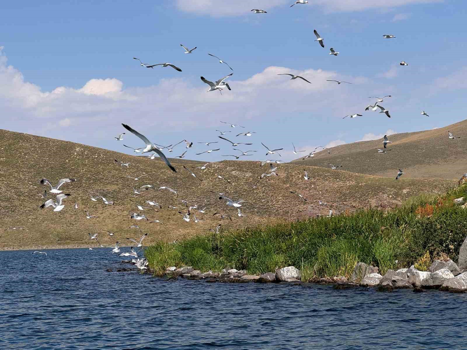 Taşlıçay Balık Gölü adasında kuşlar için temizlik seferberliği