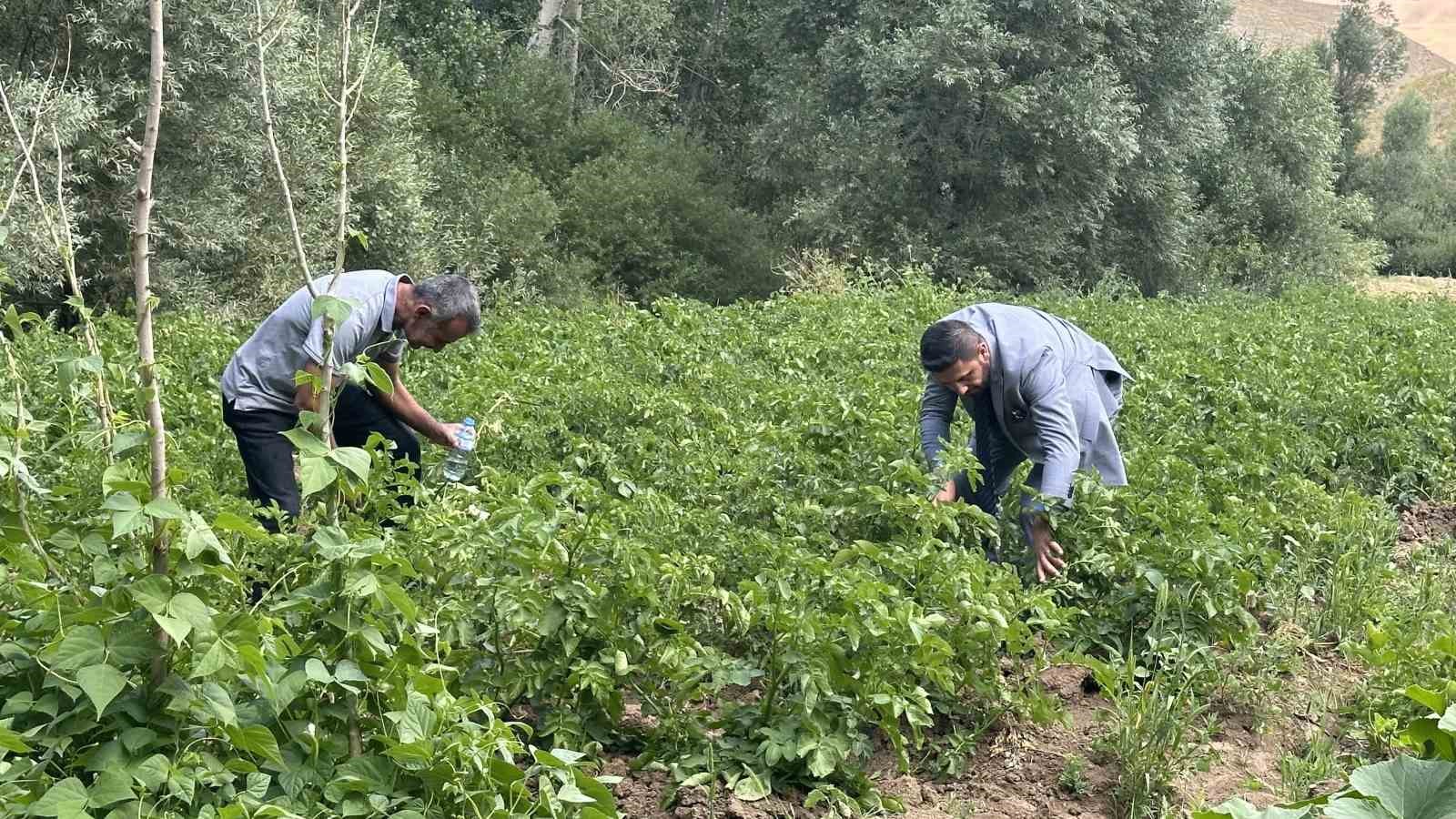 Yüksekova’da patateste iyi verim bekleniyor