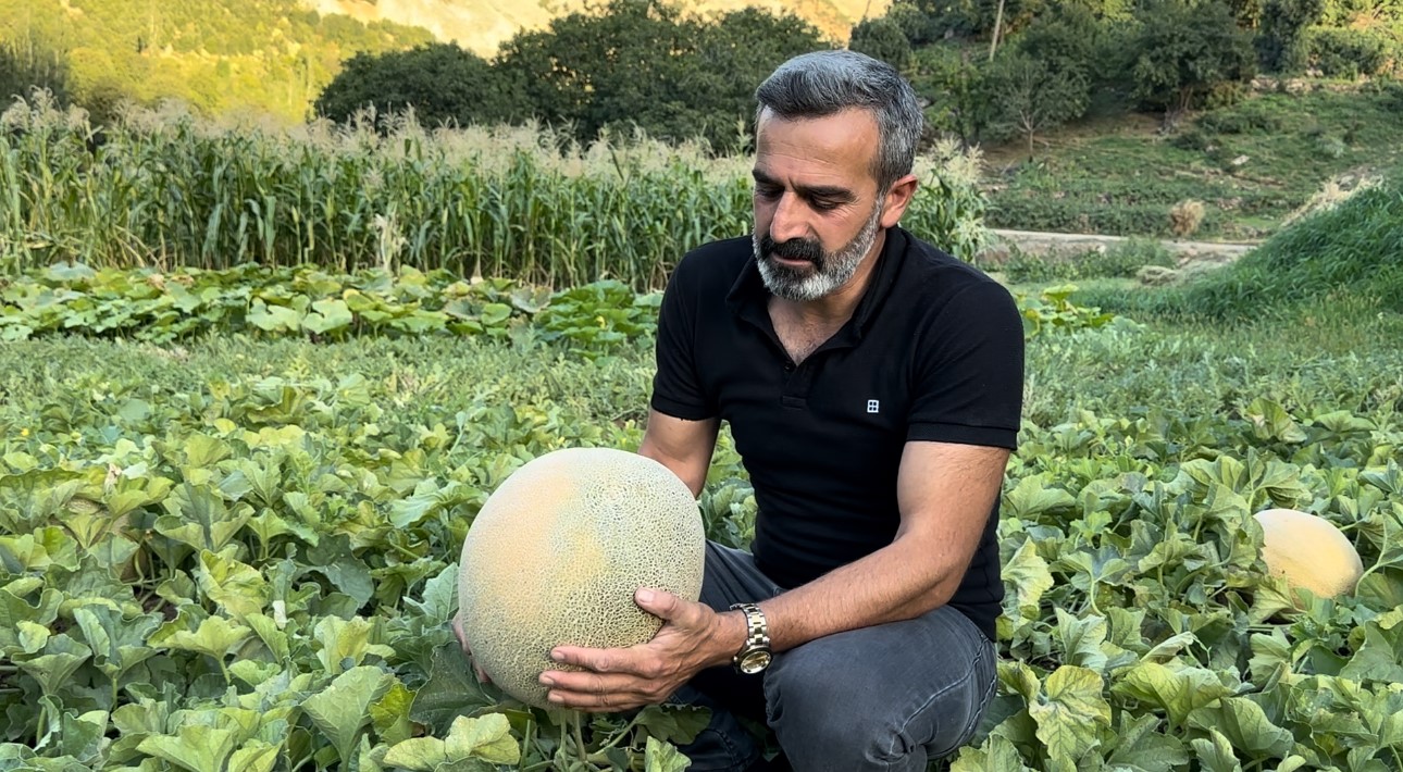 Yüksekova’da yetiştirilen kavunlar büyüklüğüyle dikkat çekiyor