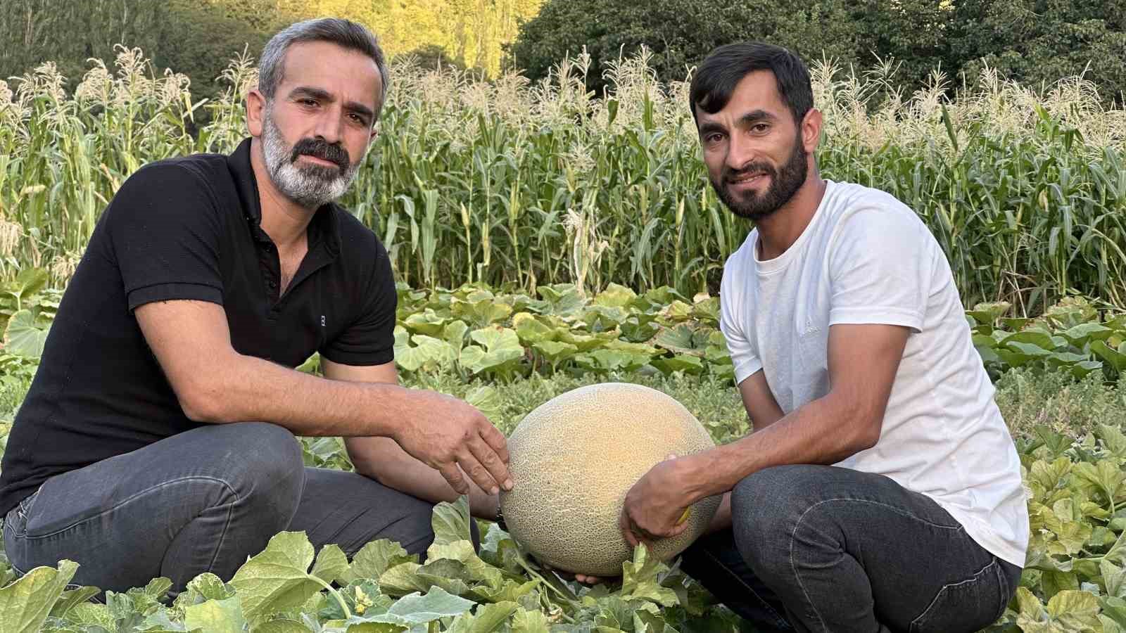 Yüksekova’da yetiştirilen kavunlar büyüklüğüyle dikkat çekiyor