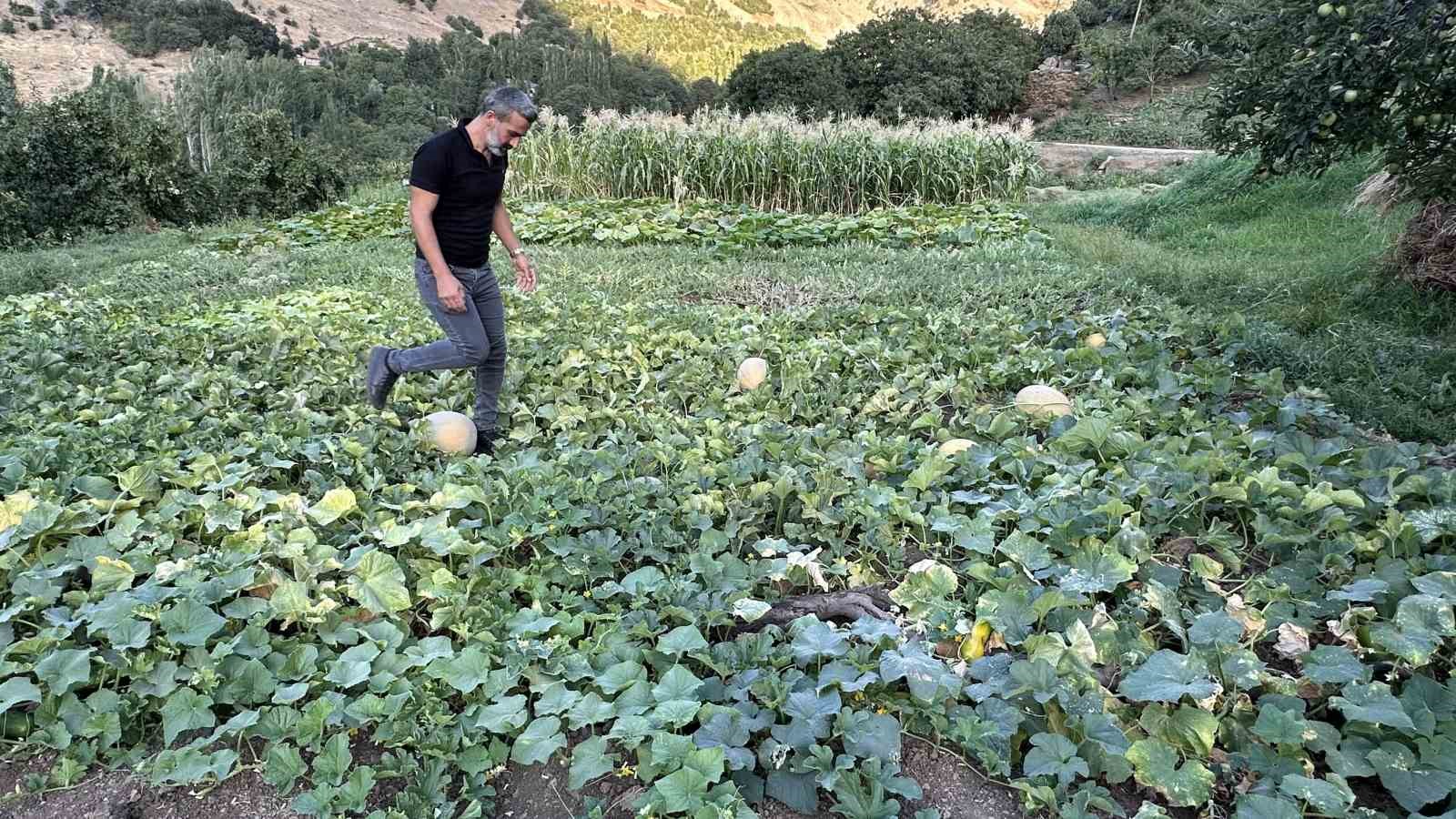 Yüksekova’da yetiştirilen kavunlar büyüklüğüyle dikkat çekiyor