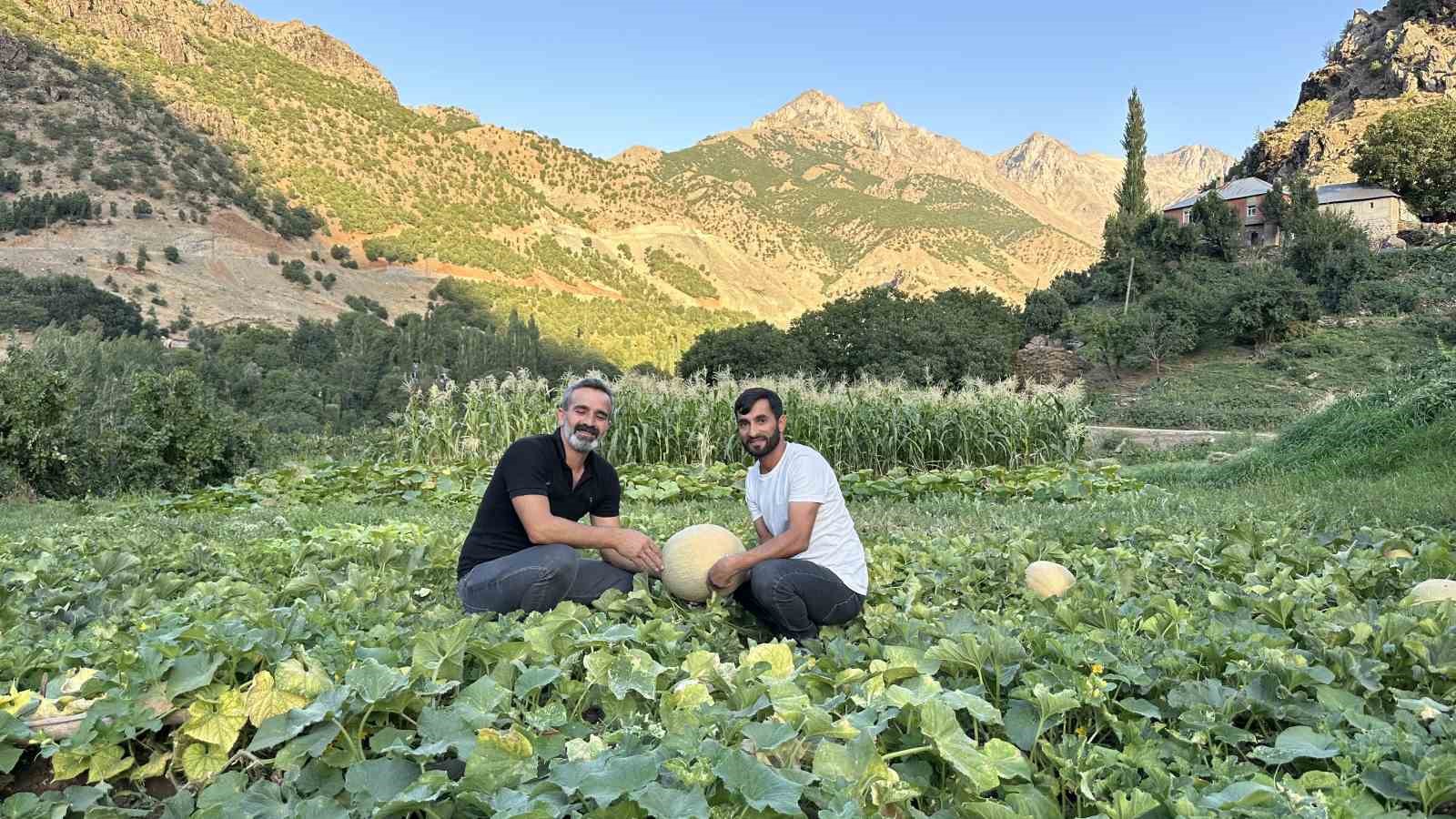 Yüksekova’da yetiştirilen kavunlar büyüklüğüyle dikkat çekiyor