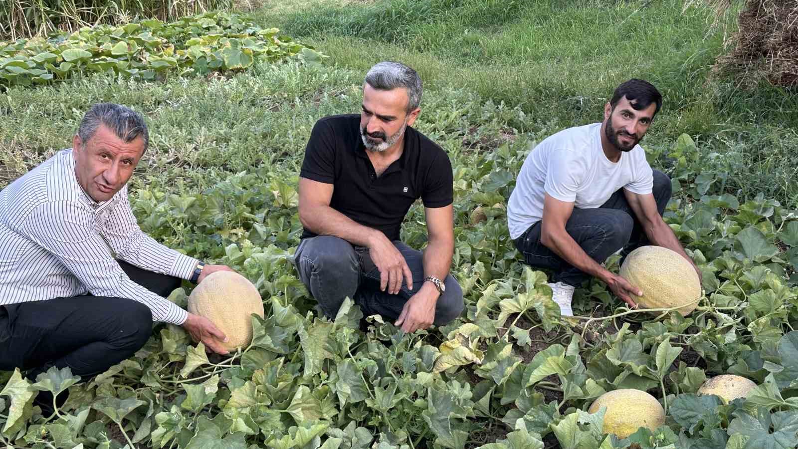 Yüksekova’da yetiştirilen kavunlar büyüklüğüyle dikkat çekiyor